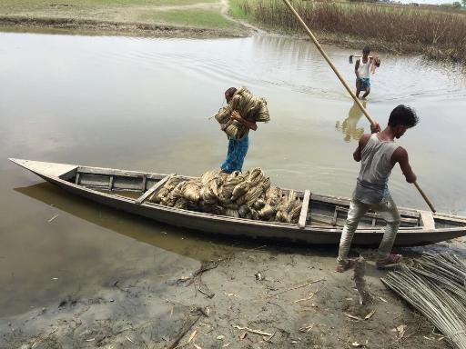 Carrying of RAW jute for drying Carrying of RAW jute for drying