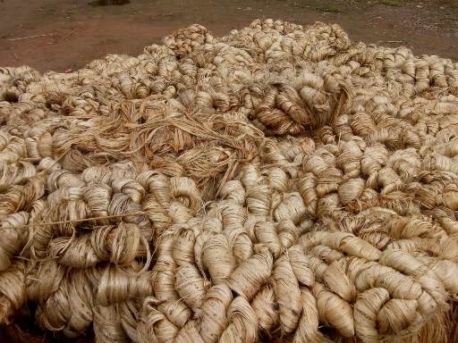Quality wise bundling of jute after drying Quality wise bundling of jute after drying