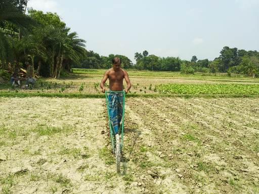 Weeding in the jute field using cycle weeder Weeding in the jute field using cycle weeder