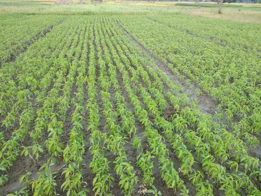 Line sowing jute field