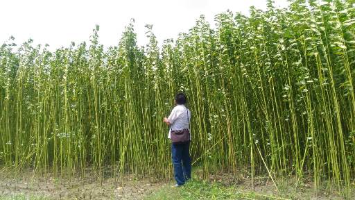 Jute Plant in the field after 100 days