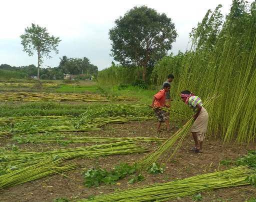 Cutting and staging of jute plant after 120 days