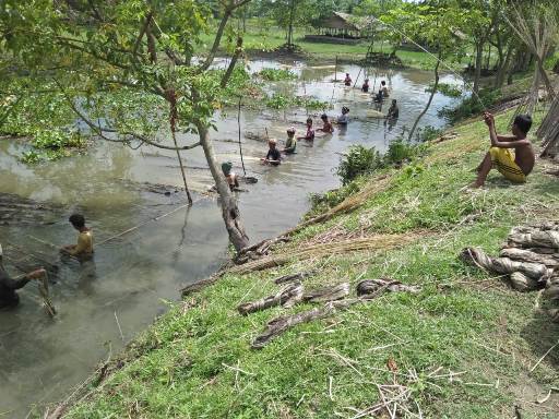Stripping of retted jute in the water bodies