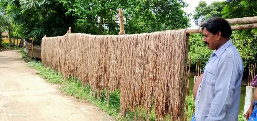 Drying of jute Drying of jute